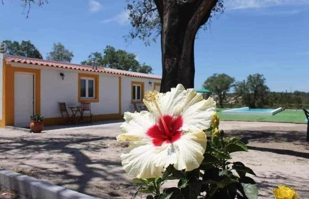 Ferienwohnung Monte Argil Montargil Exterior foto
